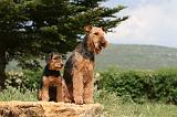 AIREDALE TERRIER 303